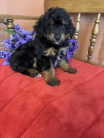 Milo, a male Miniature Aussiedoodle for sale in Seneca, KS – 2 of 8