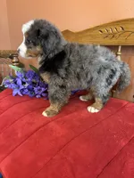 Winston, a male Miniature Bernedoodle for sale in Seneca, KS – 7 of 10