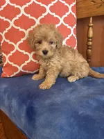Alexis, a female Miniature Goldendoodle for sale in Seneca, KS – 8 of 10