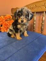 Darla, a female Miniature Aussiedoodle for sale in Seneca, KS – 4 of 9