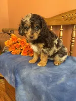 Gunner , a male Miniature Aussiedoodle for sale in Seneca, KS – 3 of 10