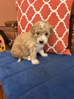 Lucy, a female Miniature Goldendoodle for sale in Seneca, KS – 9 of 9