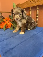 Paisley, a female Miniature Aussiedoodle for sale in Seneca, KS – 2 of 7