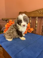 Simba, a male Miniature Aussiedoodle for sale in Seneca, KS – 8 of 10