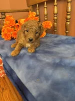 Marley, a female Miniature Goldendoodle for sale in Seneca, KS – 6 of 7