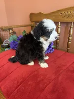 Boz, a male Miniature Bernedoodle for sale in Seneca, KS – 5 of 10