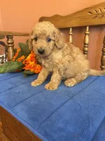 Boomer, a male Miniature Goldendoodle for sale in Seneca, KS – 5 of 10