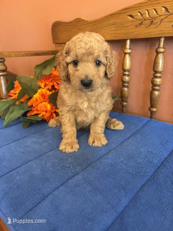 Boomer – Miniature Goldendoodle puppy for sale in Seneca, KS