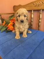 Boomer, a male Miniature Goldendoodle for sale in Seneca, KS – 1 of 10