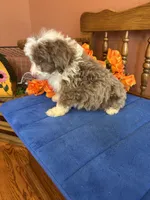 Simba, a male Miniature Aussiedoodle for sale in Seneca, KS – 7 of 10