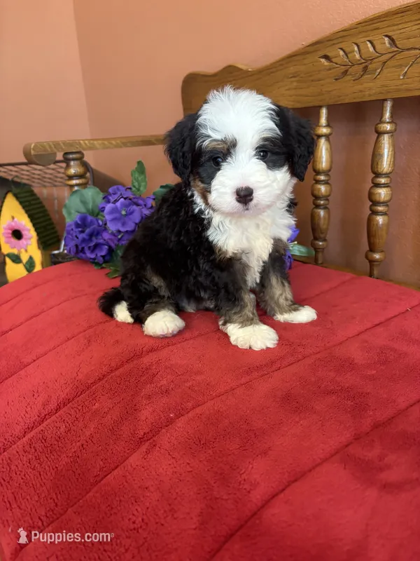 Boz – Miniature Bernedoodle puppy for sale in Seneca, KS