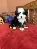 Boz, a male Miniature Bernedoodle for sale in Seneca, KS – 1 of 10