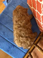 Nash, a male Cavapoo for sale in Seneca, KS – Photo 2 of 9