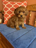 Nash, a male Cavapoo for sale in Seneca, KS – Photo 9 of 9