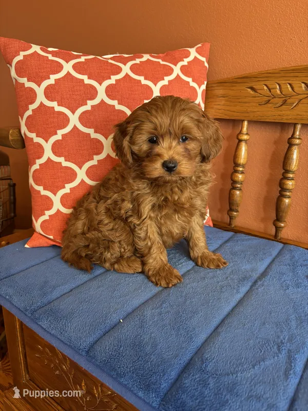 Nash – Cavapoo puppy for sale in Seneca, KS