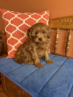 Nash, a male Cavapoo for sale in Seneca, KS – Photo 1 of 9
