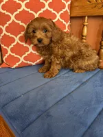 Nash, a male Cavapoo for sale in Seneca, KS – Photo 6 of 9