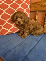 Nash, a male Cavapoo for sale in Seneca, KS – Photo 7 of 9