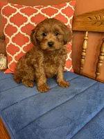 Nash, a male Cavapoo for sale in Seneca, KS – Photo 4 of 9
