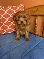 Nash, a male Cavapoo for sale in Seneca, KS – Photo 3 of 9