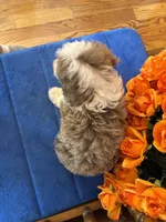 Simba, a male Miniature Aussiedoodle for sale in Seneca, KS – 4 of 10