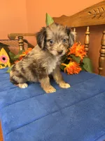 Paisley, a female Miniature Aussiedoodle for sale in Seneca, KS – 1 of 7