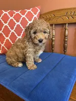 Ava, a female Miniature Goldendoodle for sale in Seneca, KS – 4 of 10