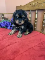 Phoebe, a female Cavapoo for sale in Seneca, KS – 6 of 10