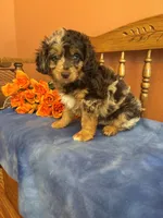 Gunner , a male Miniature Aussiedoodle for sale in Seneca, KS – 1 of 10