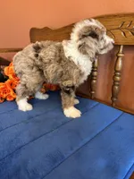 Ranger, a male Miniature Aussiedoodle for sale in Seneca, KS – 7 of 10