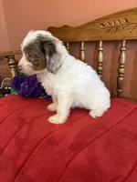 Maverick, a male Miniature Aussiedoodle for sale in Seneca, KS – 4 of 10