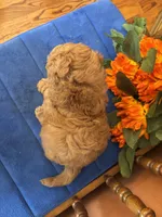 Boomer, a male Miniature Goldendoodle for sale in Seneca, KS – 10 of 10