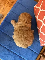 Max, a male Cavapoo for sale in Seneca, KS – 8 of 8