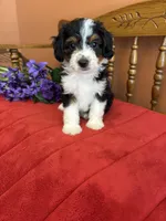 Sammy, a male Miniature Aussiedoodle for sale in Seneca, KS – 2 of 10