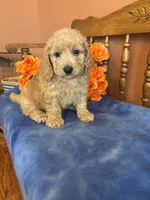Jax, a male Miniature Goldendoodle for sale in Seneca, KS – 10 of 10