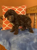Bennie, a male Miniature Aussiedoodle for sale in Seneca, KS – 6 of 10