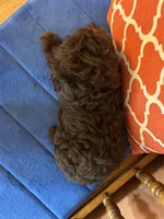 Rocky, a male Miniature Aussiedoodle for sale in Seneca, KS – 4 of 9