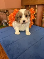 Sasha, a female Cavapoo for sale in Seneca, KS – 2 of 9