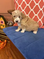 Lucy, a female Miniature Goldendoodle for sale in Seneca, KS – 7 of 9