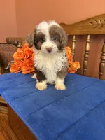 Simba, a male Miniature Aussiedoodle for sale in Seneca, KS – 2 of 10