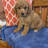 Daisy, a female Goldendoodle for sale in Seneca, KS – Photo 8 of 10