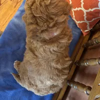 Daisy, a female Goldendoodle for sale in Seneca, KS – Photo 10 of 10