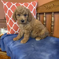 Daisy, a female Goldendoodle for sale in Seneca, KS – Photo 5 of 10