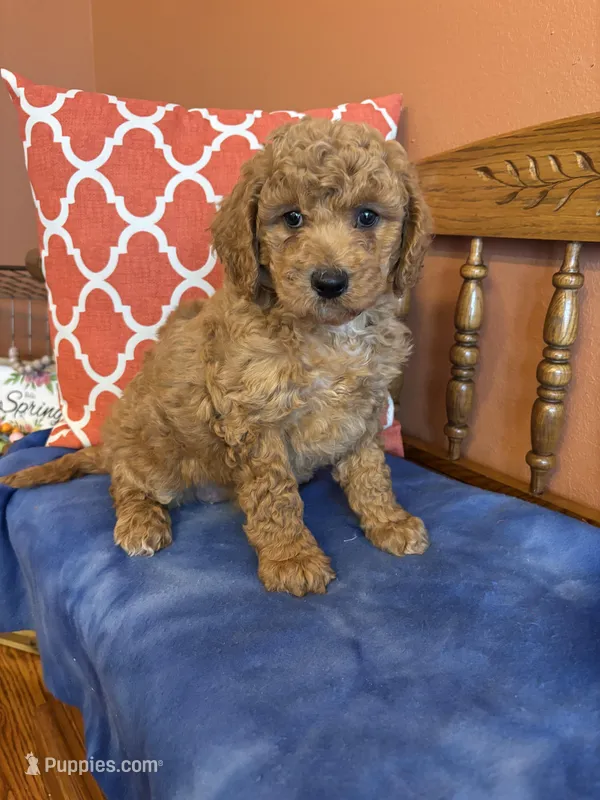 Daisy – Goldendoodle puppy for sale in Seneca, KS