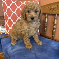 Daisy, a female Goldendoodle for sale in Seneca, KS – Photo 1 of 10