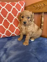 Daisy, a female Goldendoodle for sale in Seneca, KS – Photo 5 of 9