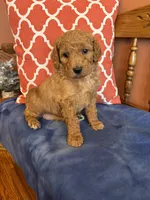 Daisy, a female Goldendoodle for sale in Seneca, KS – Photo 3 of 9