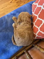 Daisy, a female Goldendoodle for sale in Seneca, KS – Photo 9 of 9