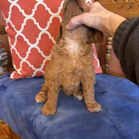 Daisy, a female Goldendoodle for sale in Seneca, KS – Photo 3 of 10