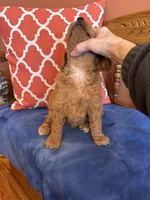 Daisy, a female Goldendoodle for sale in Seneca, KS – Photo 2 of 9